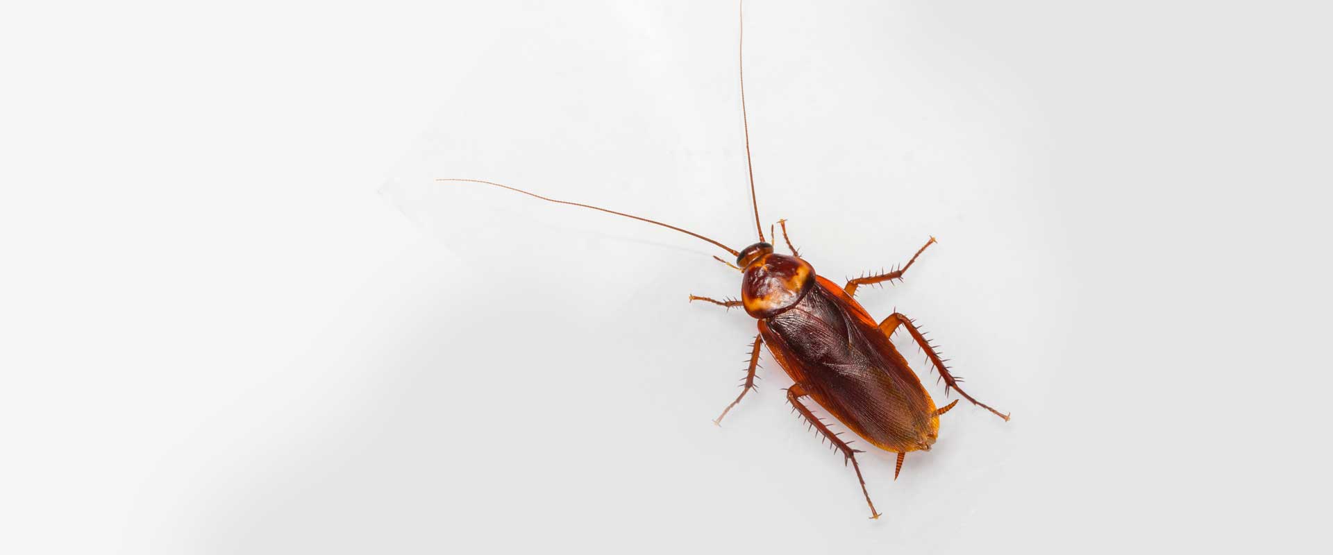 cockroach-bg – Pest Ex Philippines